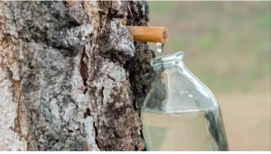 Березовый сок