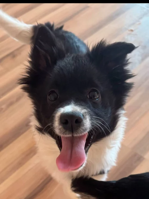 Собачки, щенки в хорошие руки