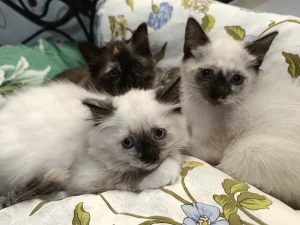 Котята