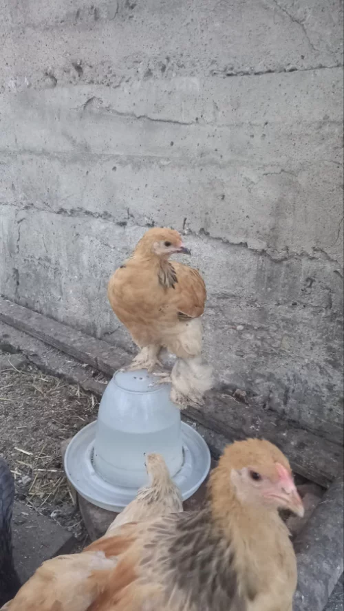 Цыплят народы Брама