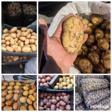 Картофель