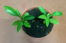 Саженцы лимона