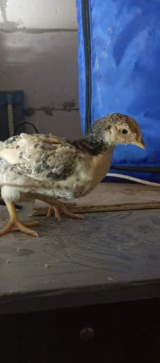 Месячных цыплят смешанных мясояичных пород