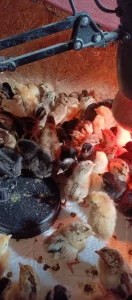 Суточных цыплят