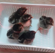 Инкубационное яйцо кур породы Барневельдер серебро