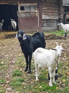 Шикарный козел на племя