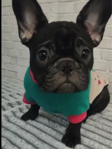 Щенок французского бульдога