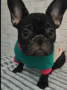 Щенок французского бульдога
