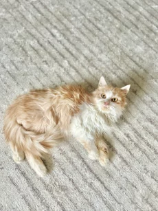 Ласковая девочка-подросток в хорошие руки