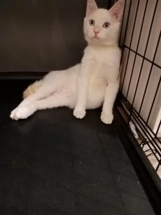 Белоснежный котик