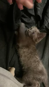 Отдам котят бесплатно