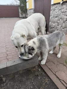 Щенок алабая