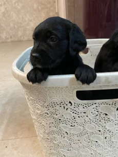 Щенки Кокер спаниель