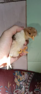 Мясо-яичные цыплята