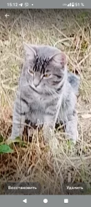 Найден кот!