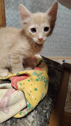 Котенок ищет семью (даром)