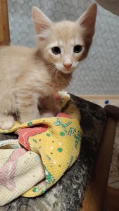 Котенок ищет семью (даром)