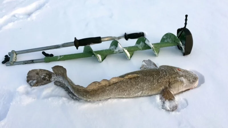 Внимание рыболовам! В Беларуси действует нерестовый запрет на ловлю налима