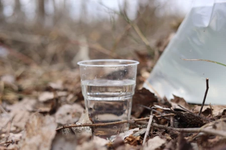 До первой березовой почки. В Глушанском лесничестве приступили к заготовке березовика