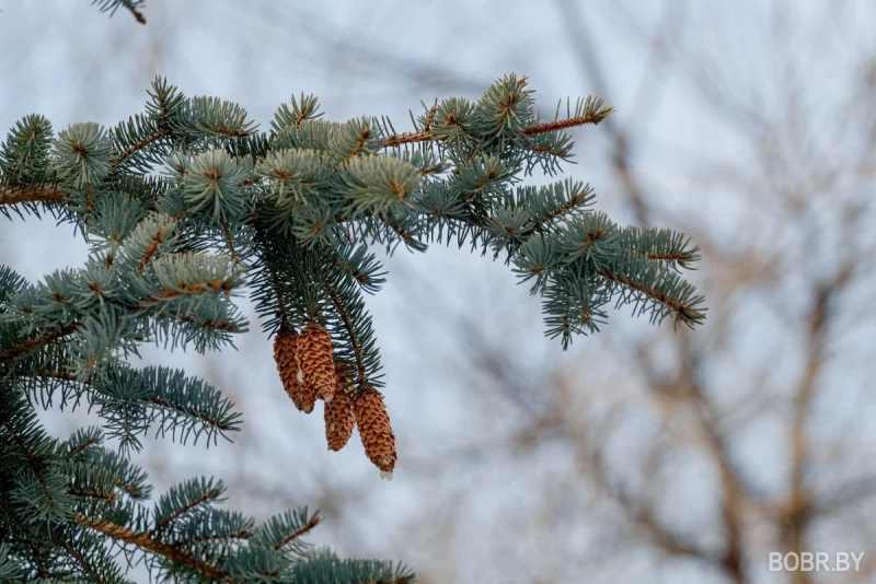 До +9°C будет сегодня в Беларуси
