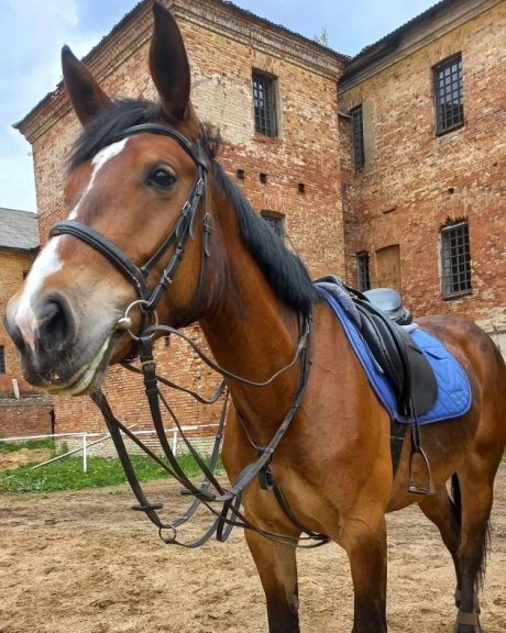 Есаул. Казачий конноспортивный клуб