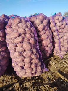 Картофель