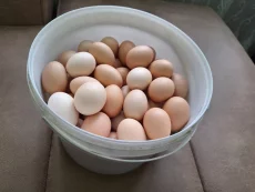 Продаются куриные яйца