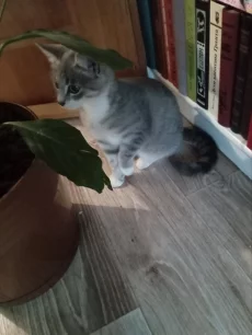 Ласковая кошечка котенок