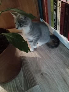 Ласковая кошечка котенок