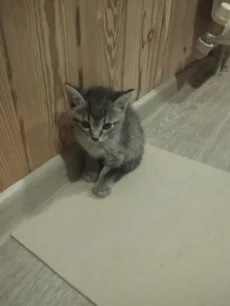 Отдам котят