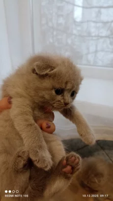Шотландские лиловые котята