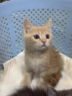 Красивые Котята