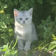 Шотландские серебристые котята