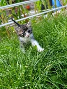 Котята