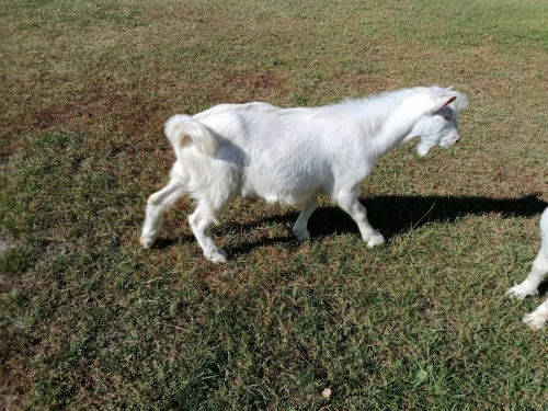 Безрогий козлик на племя