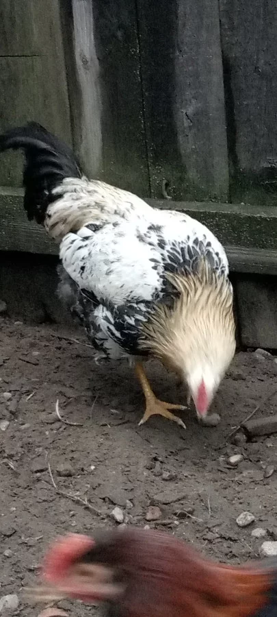 Молодые петухи