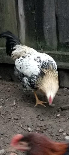 Молодой петух