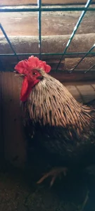 Молодые петухи