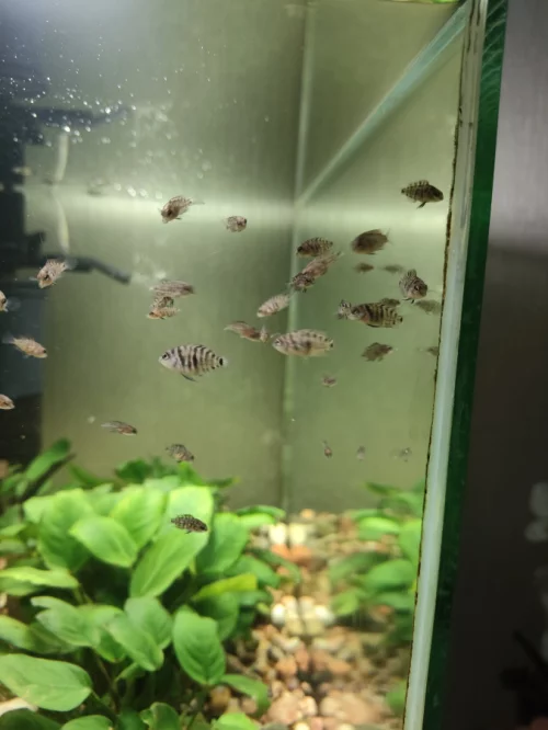 Цихлазома чернополосая