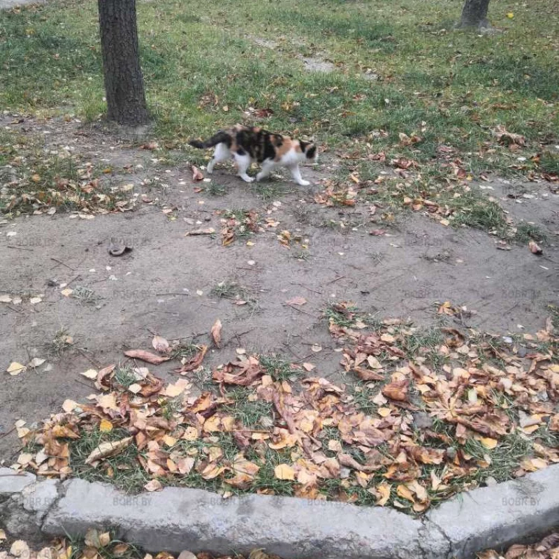 Почти как листья) 
