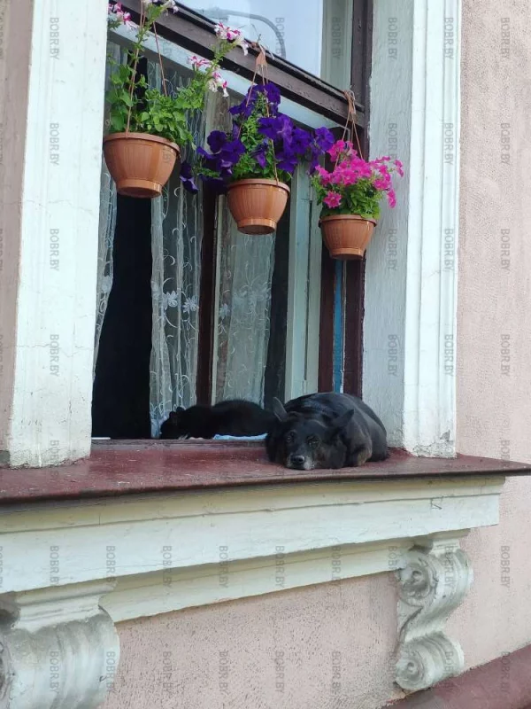 Кот собаке друг! Найди кота на фото 