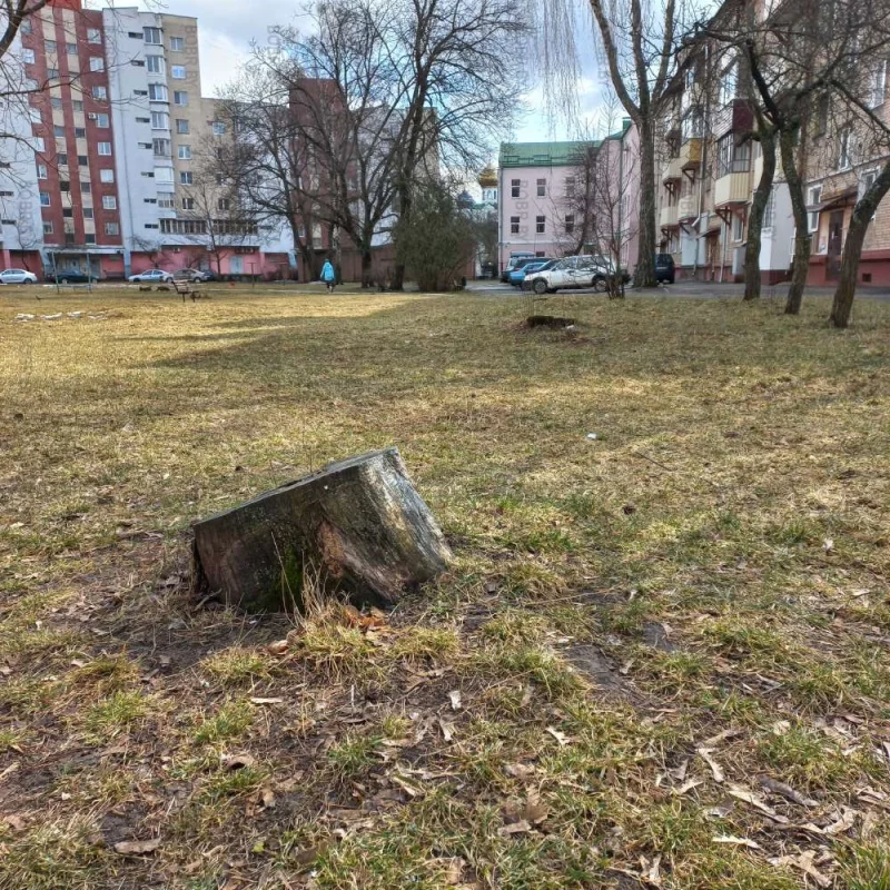 Бобруйск - город пеньков 