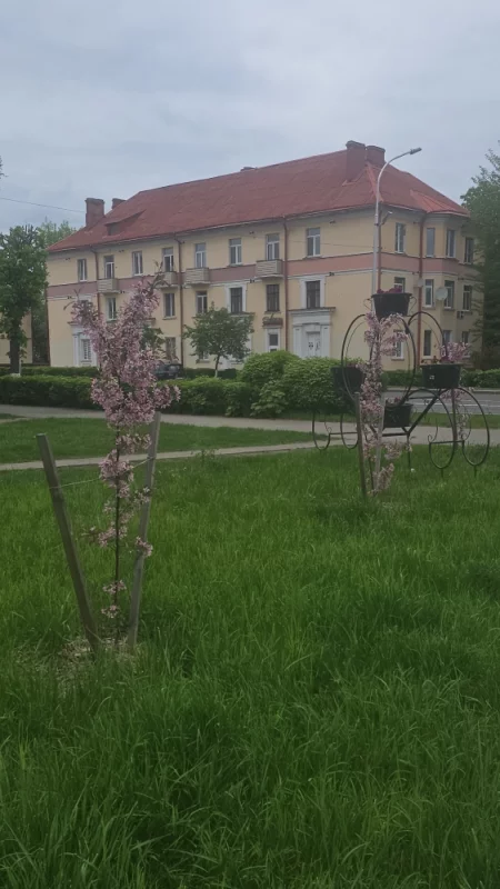 Зацвели свежевысаженные декоративные яблони