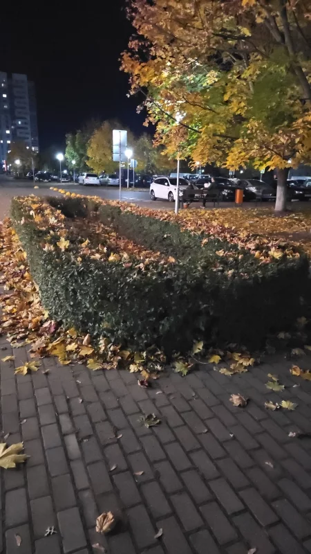 Зелёные кусты красиво припорошило жёлтыми кленовыми листьями