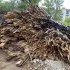 Дрова-обрезки БЕСПЛАТНО