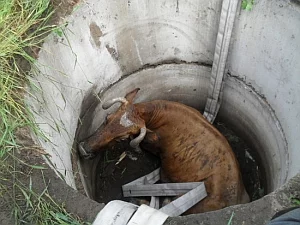 Необычное спасение