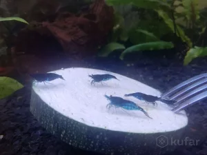 Креветка Blue Dream 2 р