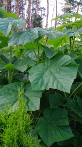 Павловния войлочная