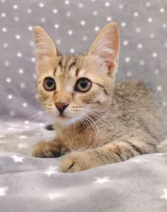Котёнок девочка