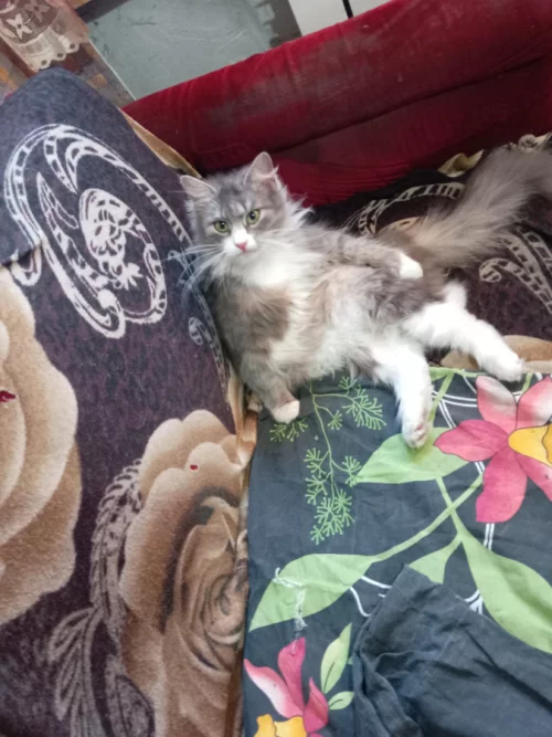 Потерялась кошка.